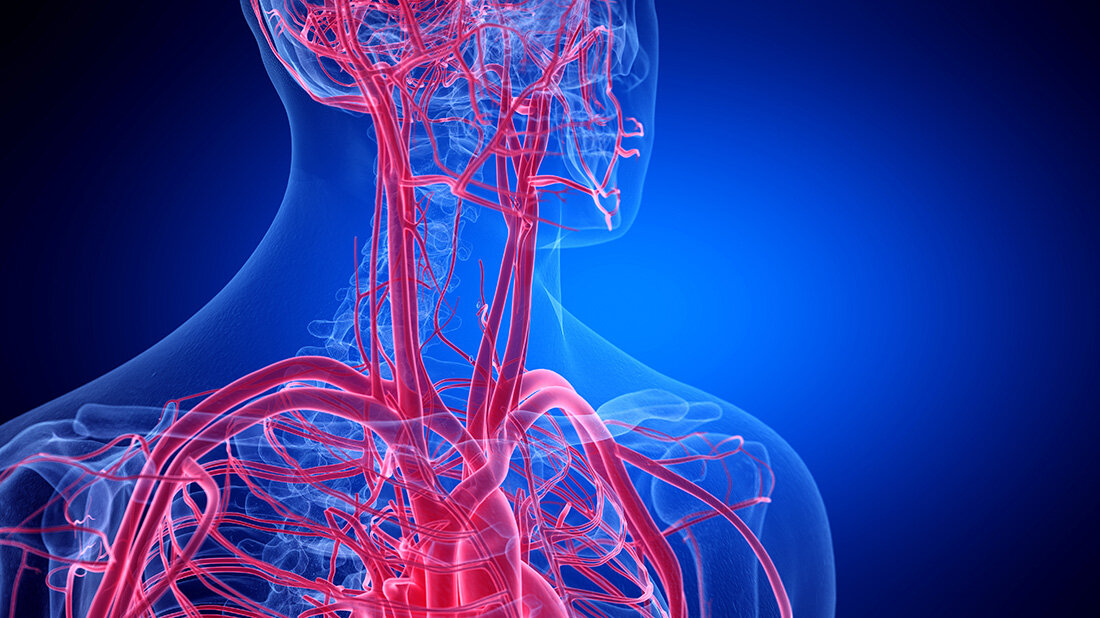Anatomische Darstellung der Blutgefäße des Nackens, menschlicher Körper in Umrissen angedeutet, blauer Hintergrund