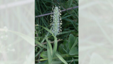 Phleum_pratense.jpg Phleum pratense