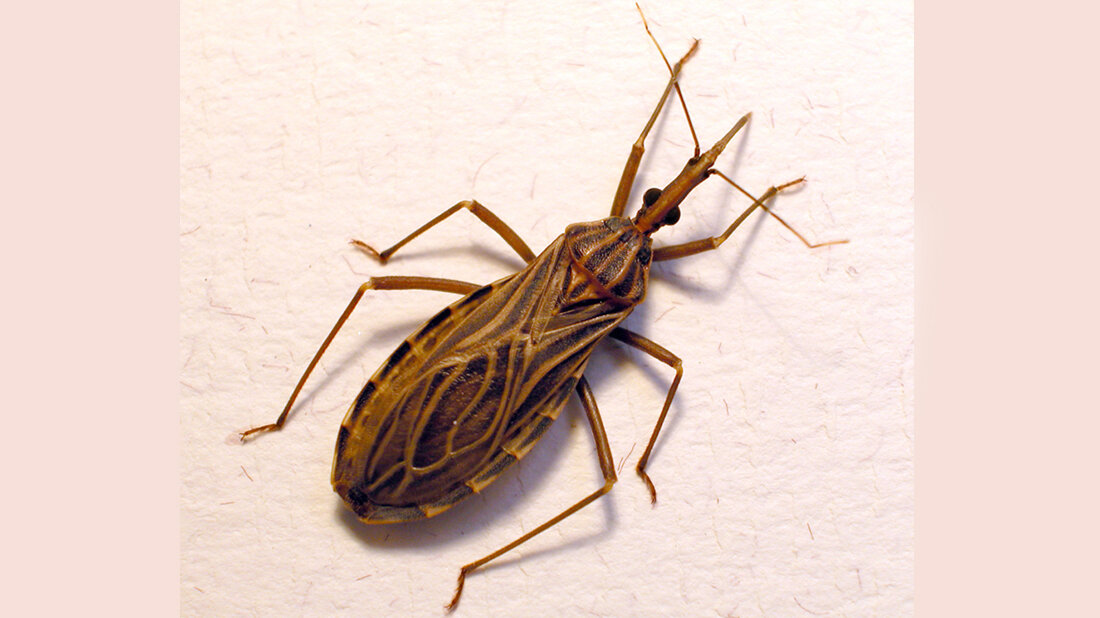  Raubwanze Rhodnius prolixus