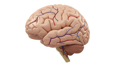 Plastische grafische Darstellung des menschlichen Gehirns