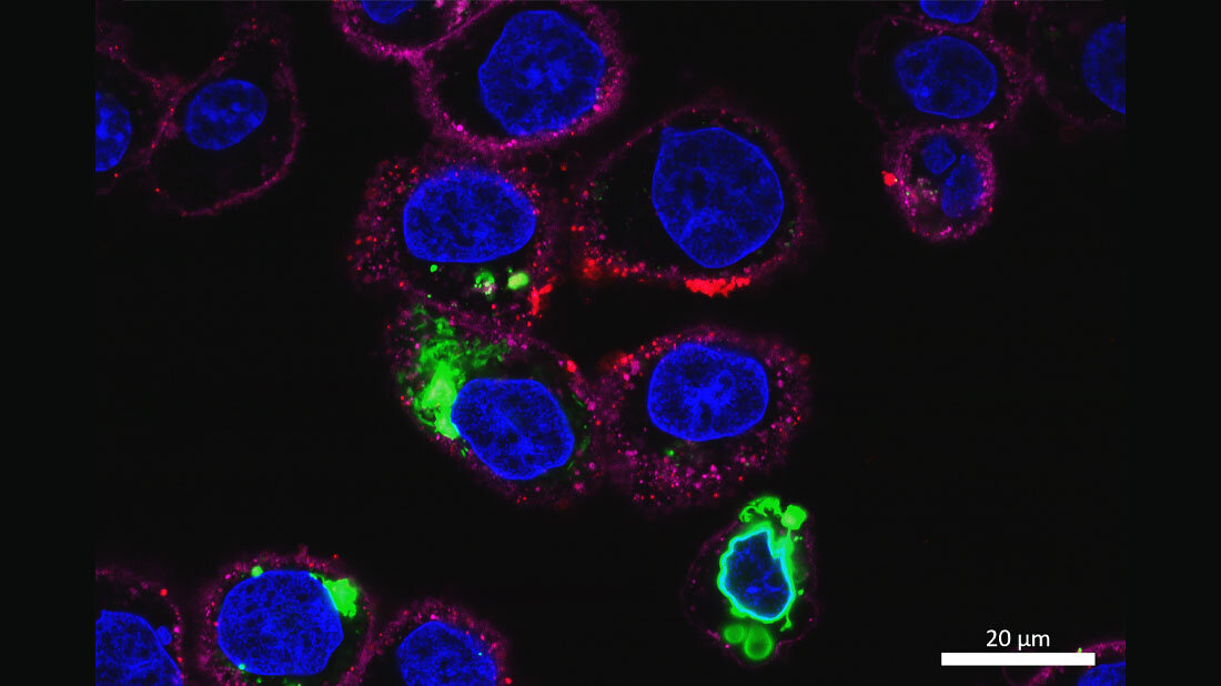 Zellversuch.jpg Zellversuch