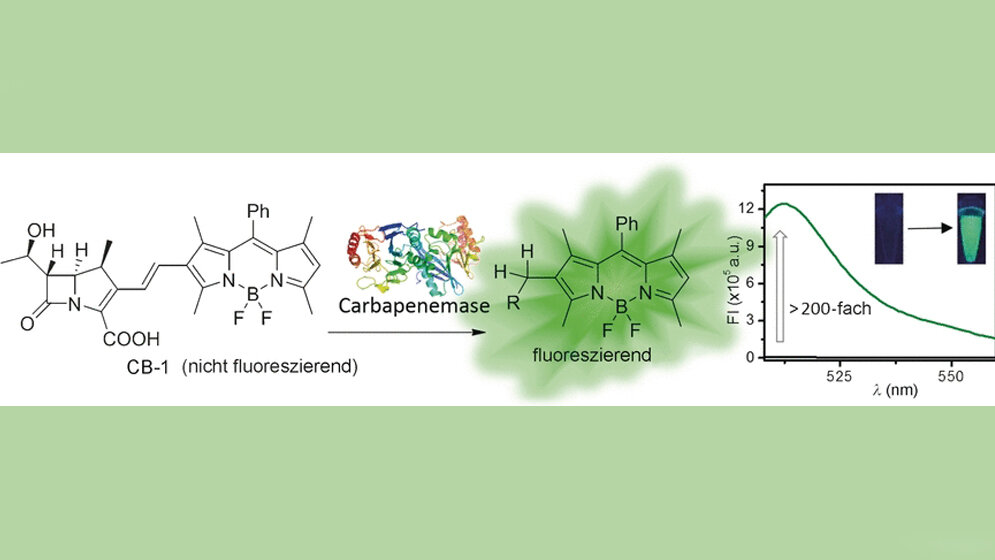 Leuchtstoffe identifizieren Carbapenem spaltende Enzyme