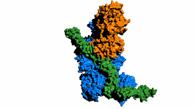 Protein.jpg Kristallstruktur einer Vorgängerversion des neuartigen Moleküls