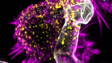 Immuntherapie gegen Schimmelpilz; T-Zellen gentechnisch verändern