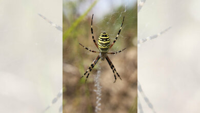  Giftcocktail der Wespenspinne