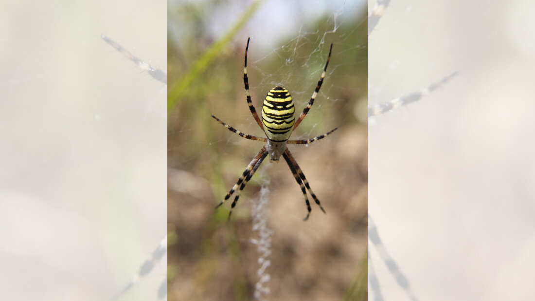  Giftcocktail der Wespenspinne