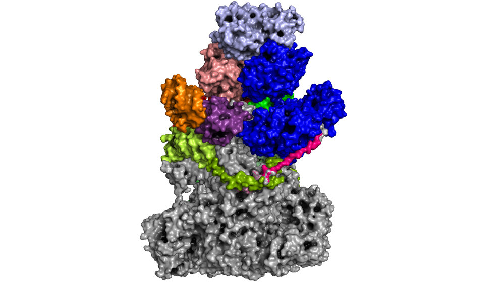 Struktur_der_RNA_Polymerase_von_Vaccinia_Viren_Clemens_Grimm.jpg Vaccinia-Viren