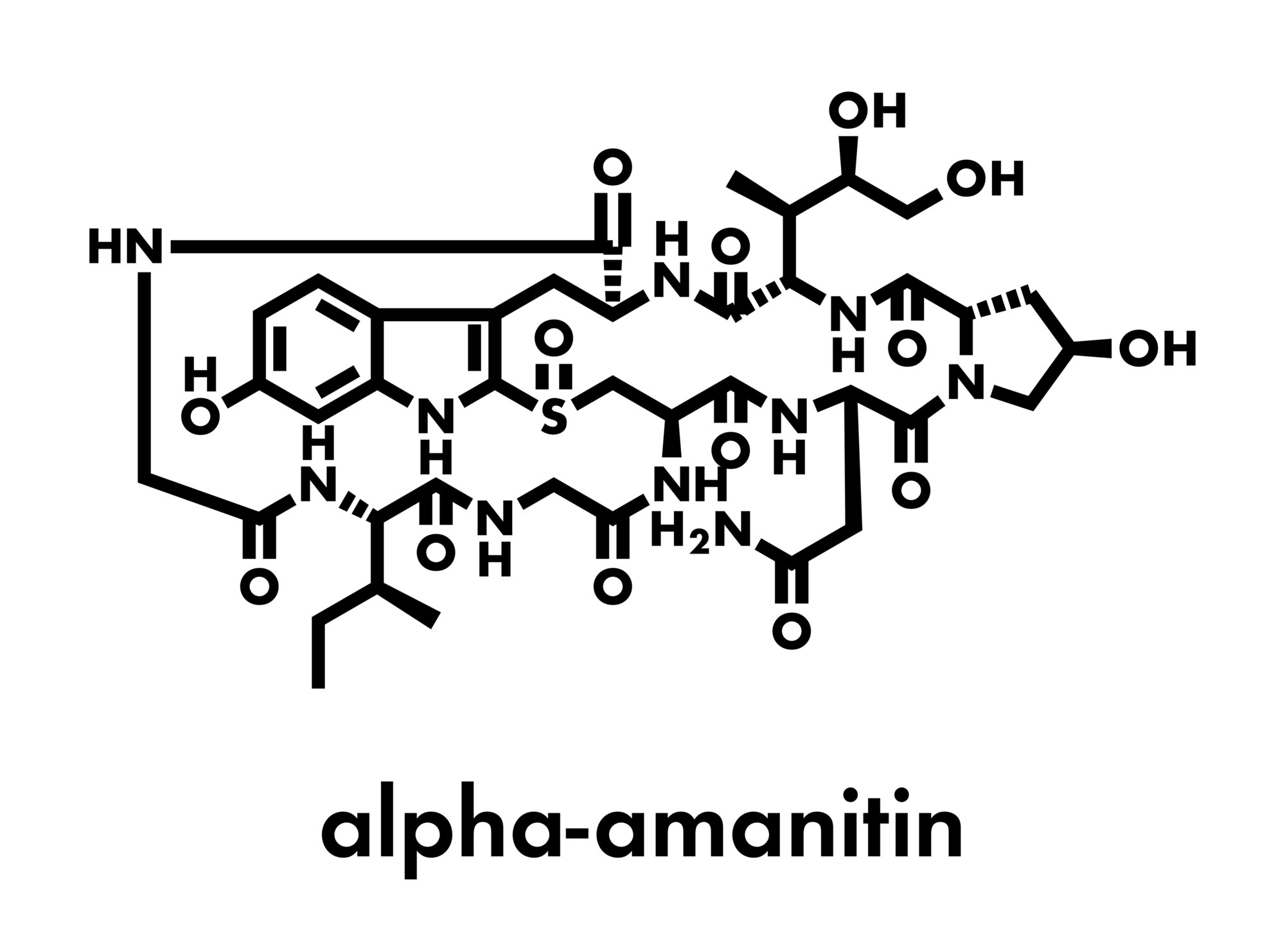 Pilzgift alpha-Amanitin 