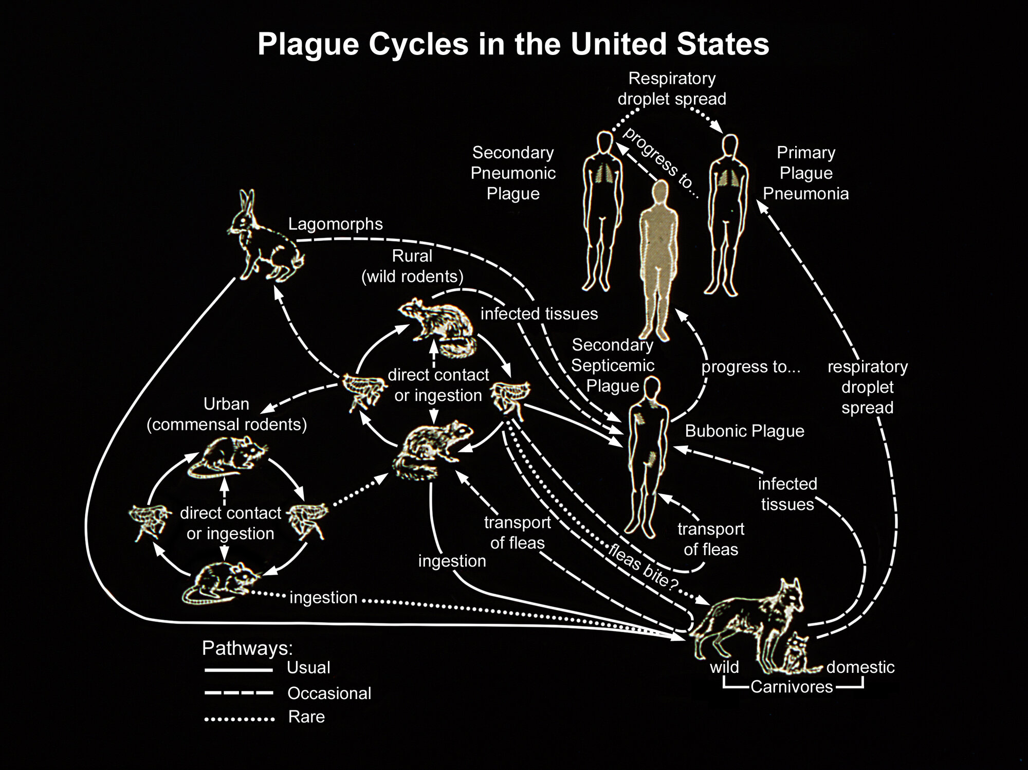 Abb3_Plague_Cycles_neu14288.jpg