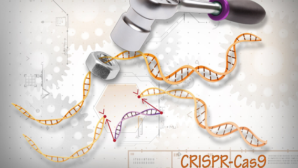 CRISPR/Cas9-Verfahren