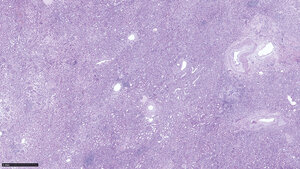 Titelbild zum Fachbeitrag über die Immunhistochemie bei der Differenzialdiagnose von Nierenerkrankungen