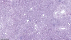 Titelbild zum Fachbeitrag über die Immunhistochemie bei der Differenzialdiagnose von Nierenerkrankungen