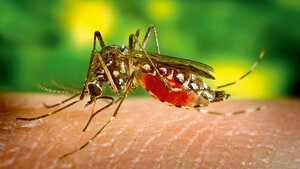 Dengue Fever – a Short Overview