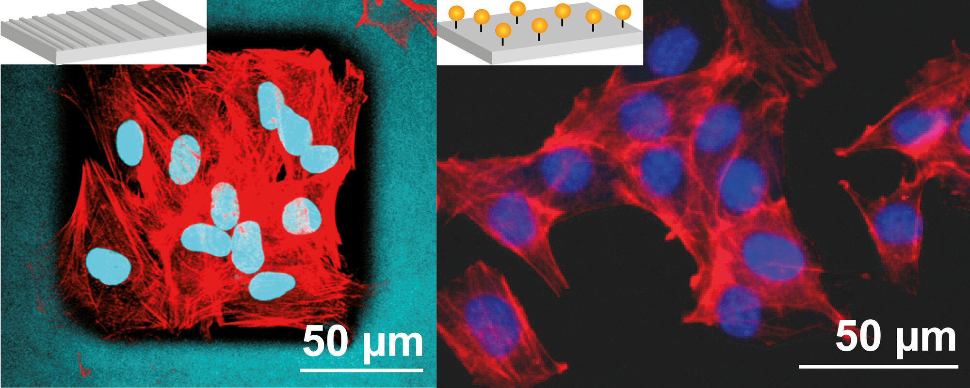 Abbildung_Beschichtungenn_aus_Spinnenseide.jpg Links: Hautfibroblasten auf strukturierten Beschichtungen aus Spinnenseide; rechts: Muskelvorläuferzellen auf einem Gerüst aus peptidmodifizierter Spinnenseide. Rot: Aktin-Zytoskelett, türkis: Zellkern und Spinnenseidengerüst, blau: Zellkern.
