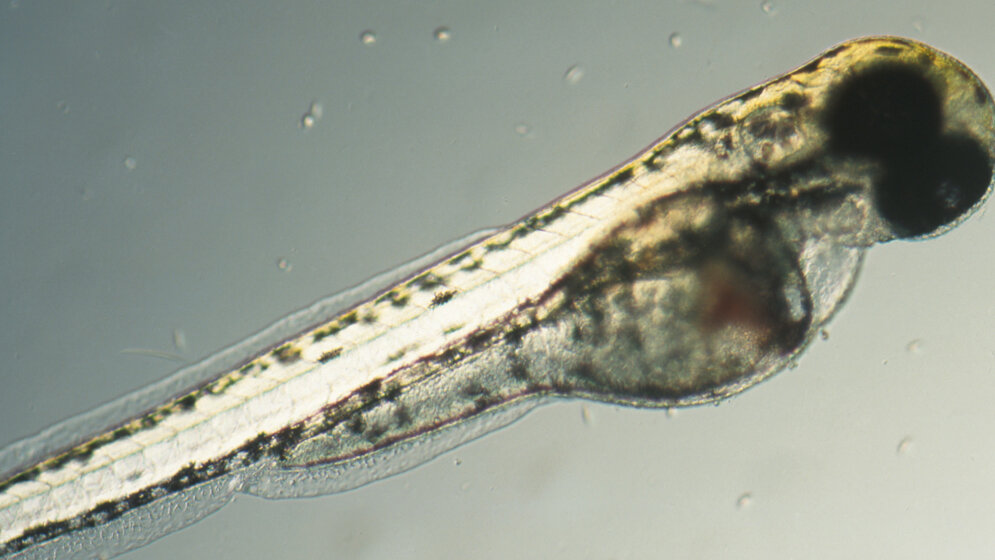 Zebrafischlarve