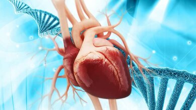 Körperliche Aktivität stimuliert einen Anstieg von Herzmuskelzellen im gealterten Mäuseherz.