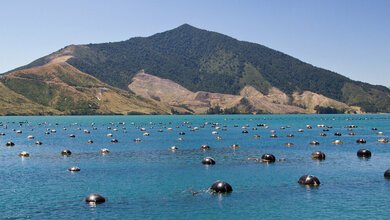 Muschelfarm.jpg Muschelfarm