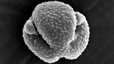 Beifuß-Pollen