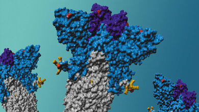 Schematische Darstellung des Spike-Proteins