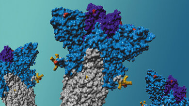 Schematische_Darstellung_des_Spike_Proteins_der_Delta_Variante_Markus_Hoffmann.jpg Schematische Darstellung des Spike-Proteins