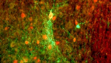 Grün floureszierende Koniozellen