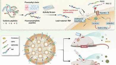 Mausmodell_multiresistente_Keime.jpg Mausmodell Multiresistente Keime