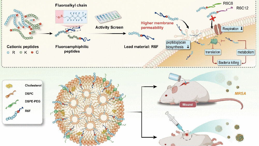 Mausmodell Multiresistente Keime
