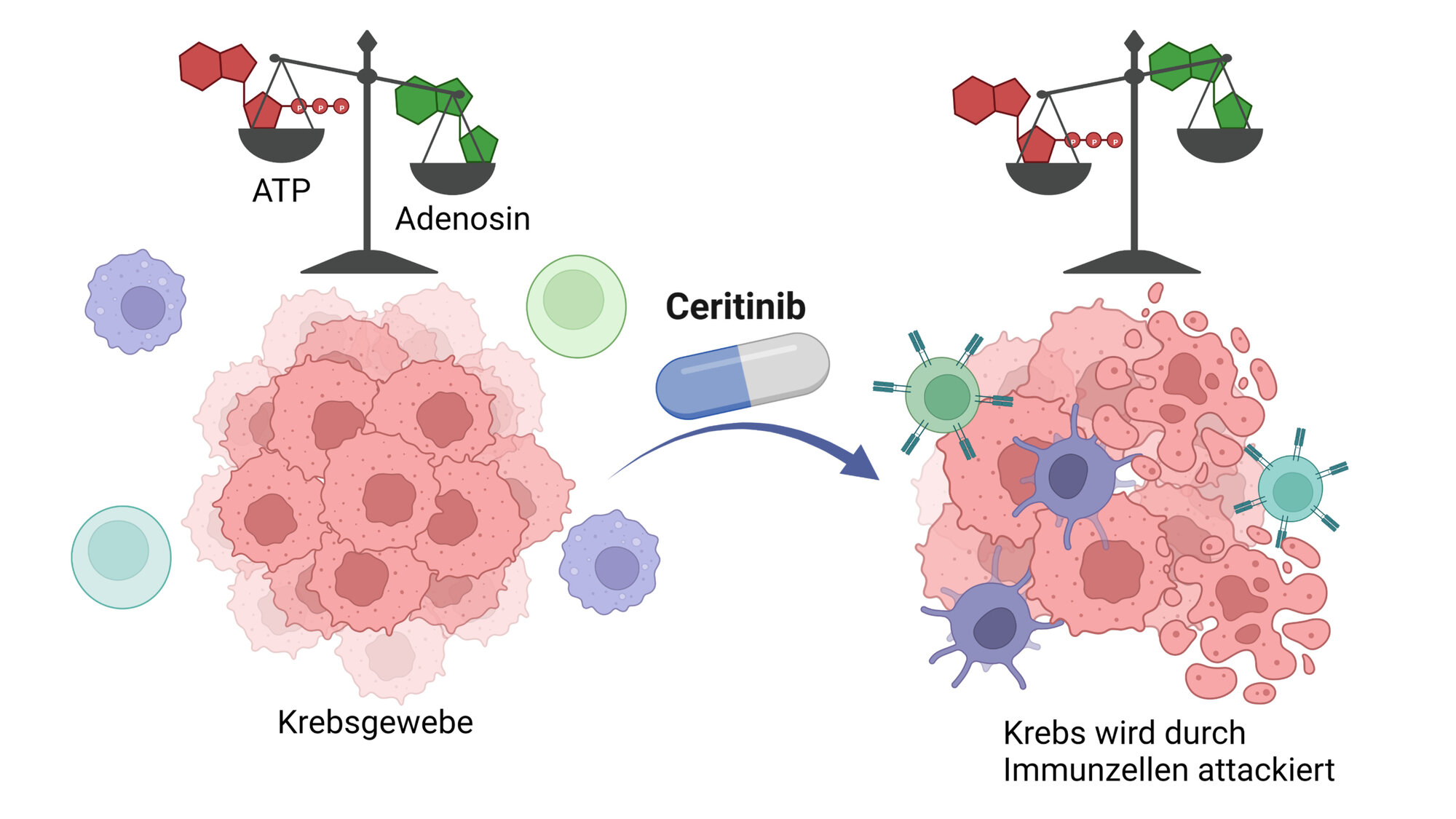Krebszellen umgeben sich mit einer Wolke aus Adenosin