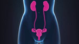 The Function of the Adrenal Glands