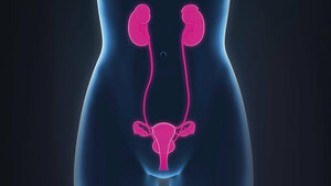 The Function of the Adrenal Glands