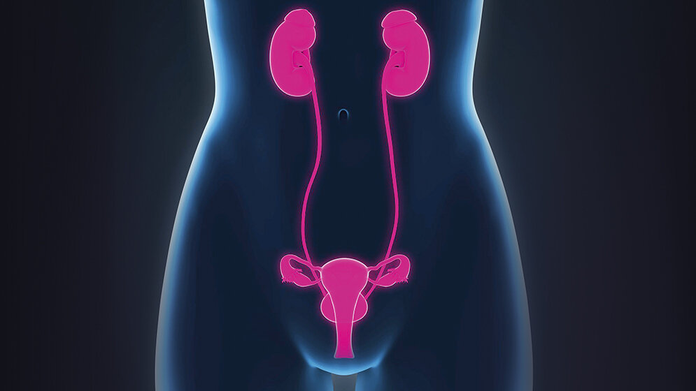 The Function of the Adrenal Glands