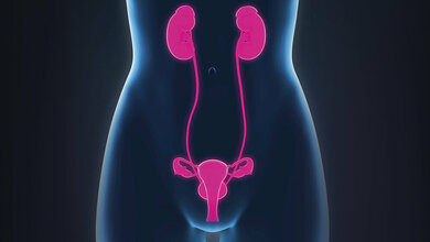 The Function of the Adrenal Glands