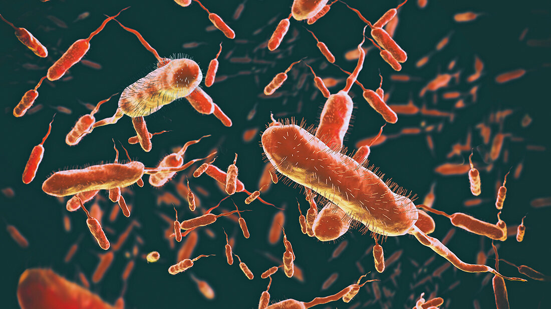 Abbildung mit zahlreichen rot gefärbten, kommaförmigen Bakterien der Gattung Vibrio mit fadenförmigen Geißeln vor dunklem Hintergrund