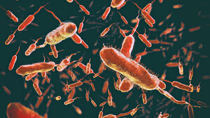 Abbildung mit zahlreichen rot gefärbten, kommaförmigen Bakterien der Gattung Vibrio mit fadenförmigen Geißeln vor dunklem Hintergrund