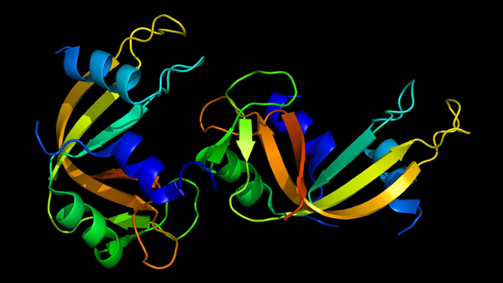 Struktur_des_RNASE1_Proteins_Emw_own_work_CC_BY_SA_3_0_Wikimedia.jpg Struktur des RNase1 Proteins