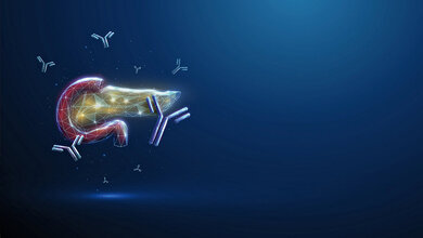 3D-Darstellung des Pankreas und eines Teils des Duodenums mit Antikörpern