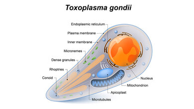 Schematische Darstellung des Parasiten Toxoplasma gondii.