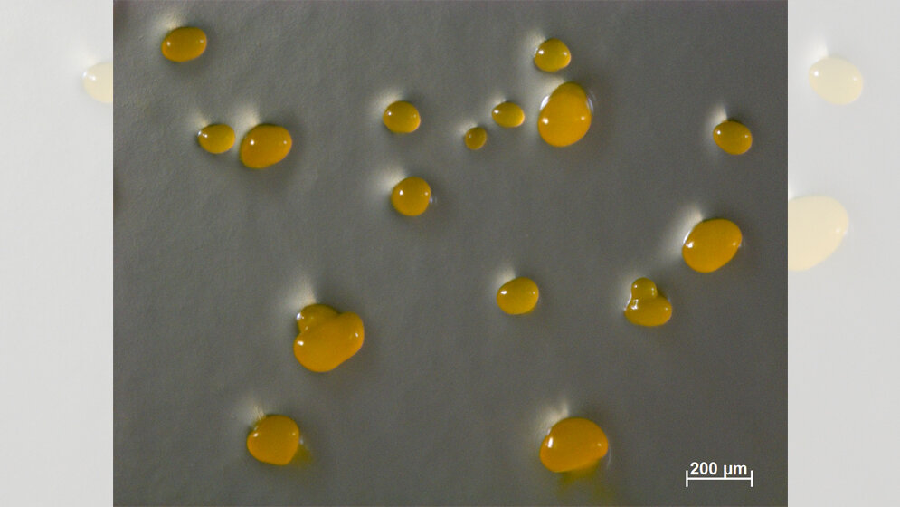 Myxococcus_xanthus_Zellen_Ronald_Garcia_HIPS.jpg Myxococcus xanthus-Zellen