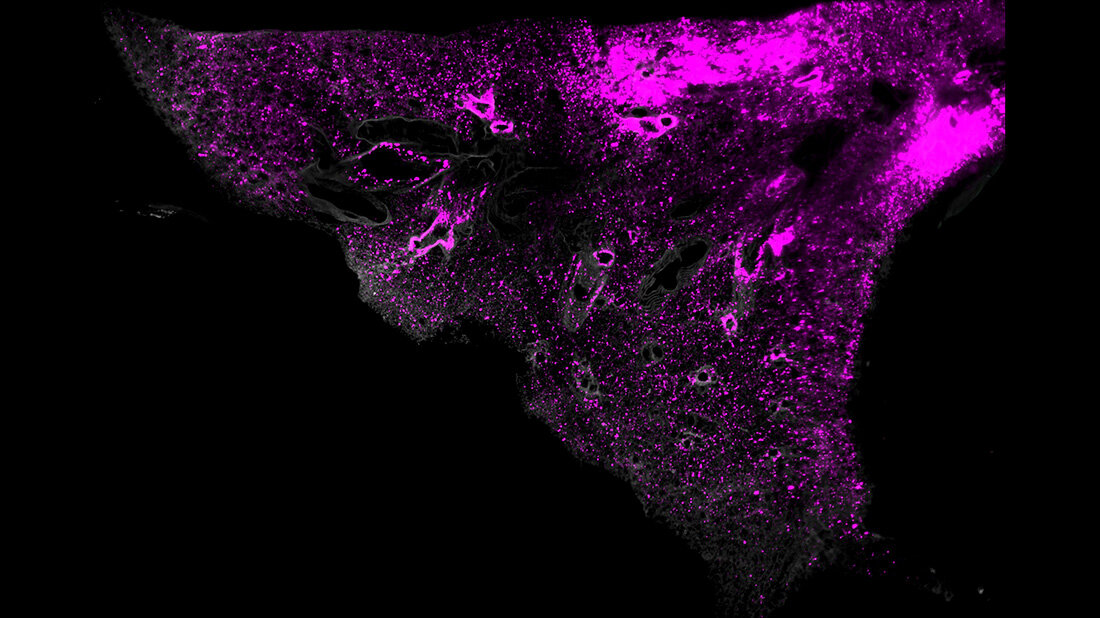 Nanocarrier.jpg Nanocarrier