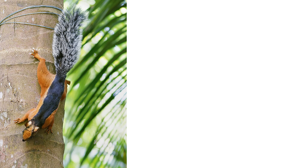 Bornaviren – Auslöser gefährlicher Enzephalitiden