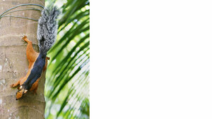 Bornaviren – Auslöser gefährlicher Enzephalitiden