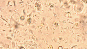Parasitologie