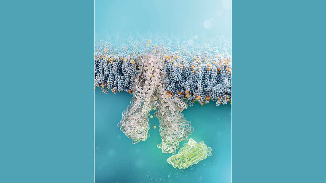 Mukoviszidose_Nanobody.jpg Mikroskopiebild eines grün leuchtenden Nanobodys der an eine graue Struktur anbindet.