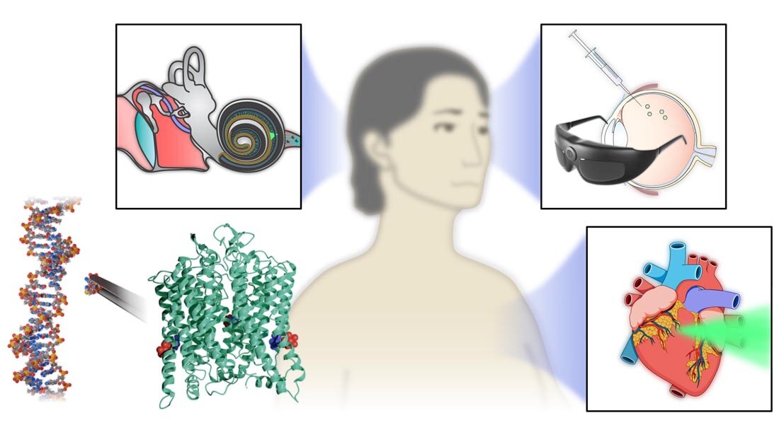 Optogenetik.jpg Beispielfälle für den Einsatz der Optogenetik bei Blinden, Tauben und Herzkranken.