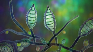 Wissenschaftliche 3D-Illustration des mikroskopisch kleinen Pilzes Microsporum canis