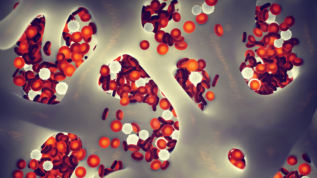 Knochenmark Blutbildung