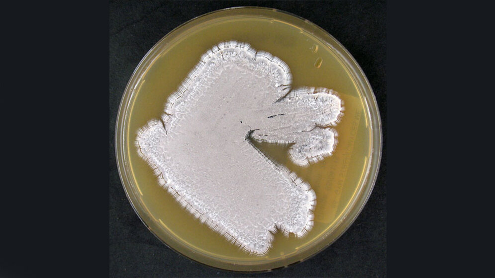 Agarplatte_bewachsen_mit_S_pristinaespiralis_DSM_40338_DSMZ.jpg Agarplatte