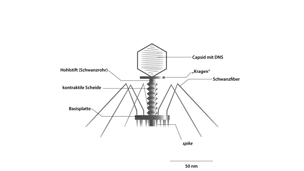 E. coli-T-Bakteriophage; Kapsid axial geschnitten