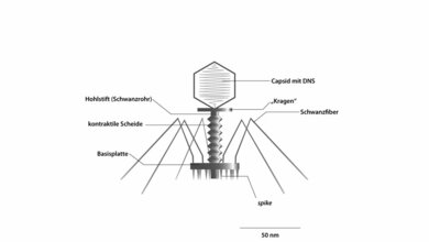 E. coli-T-Bakteriophage; Kapsid axial geschnitten