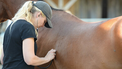 Foto einer Tierärztin bei der Untersuchung eines Pferds